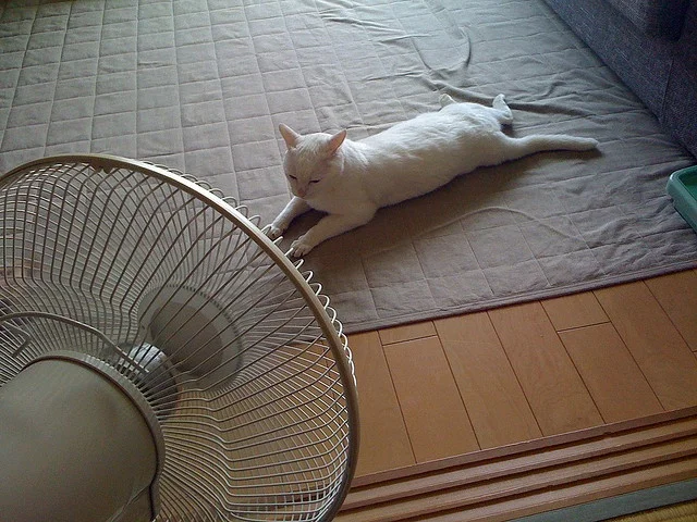 How to Fix a Fan That Wont Turn On: A Simple DIY Guide